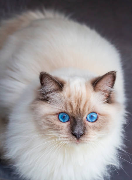 istock Cute pet ragdoll cat. Pet animal. 1464564152