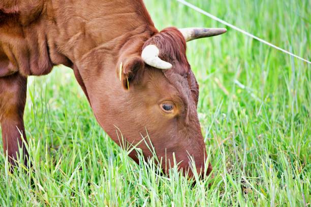 Grazing beef cattle on a meadow. The picture is taken at Kalvebod Fælled - Kalvebod Commons, which is a nature area and public park close to the center of Copenhagen and the cattle are used for preventing the landscape to be covered by forest