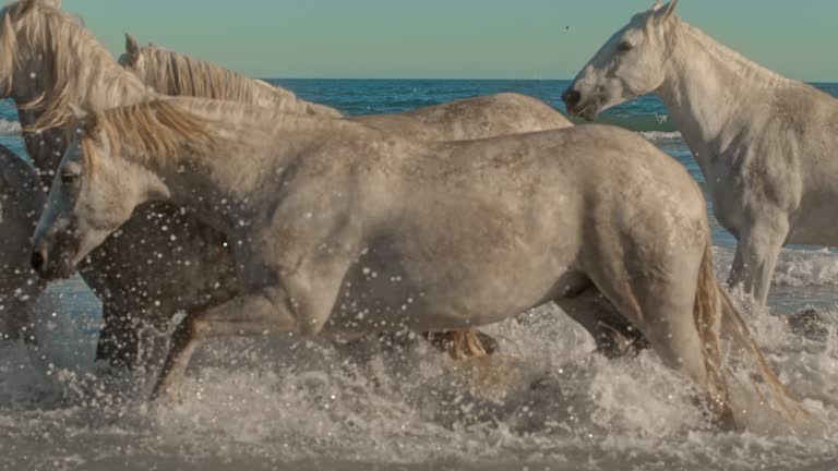 Super slow motion beautiful white horses running and splashing in ocean