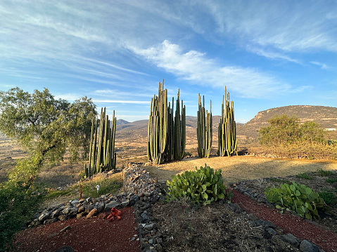 A line of huge Organos cactus at the edge of a cliff in the Mexican countryside