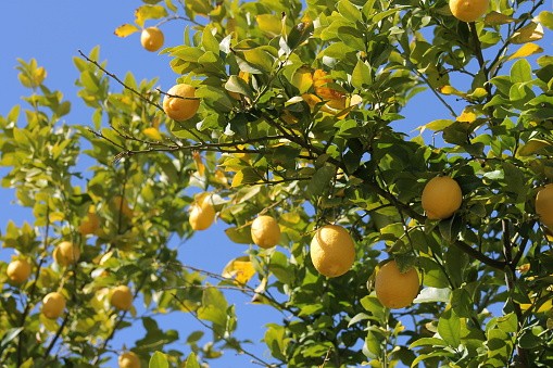 A lemon tree in the sun with the blue sky as a background.