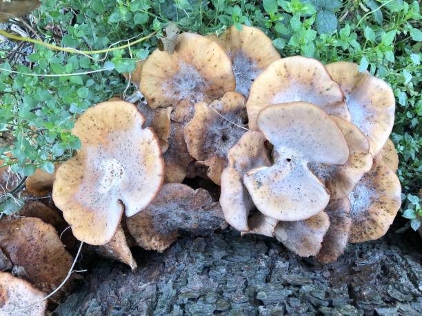 istock Honey fungus feeding on dead pear tree 1464567458