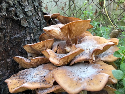 Honey fungus (Armillaria) feeding on dead pear tree in November