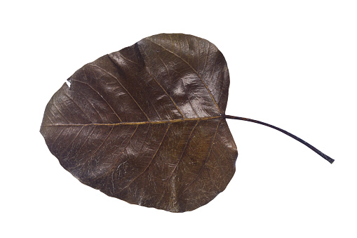 Huge dried tropical leaf cut out