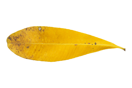 Slim dried tropical leaf