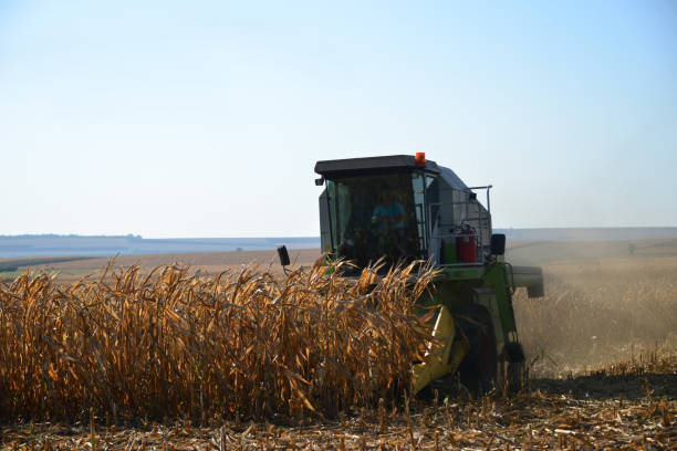 istock Corn harvesting, with combines and tractors. 1464569124
