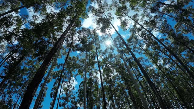 Eucalyptus Trees at Countryside Scenery