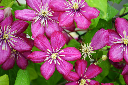 Clematis flowers blooming in the garden. Floral background concept.