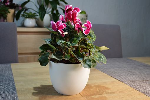 Cyclamen plant in flower pot on the table