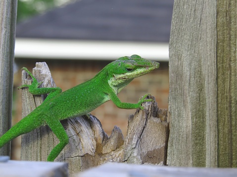 Green Anole lizard sitting on a fence.