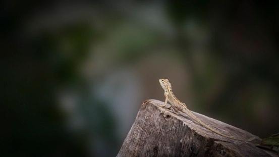 Garden Lizard Chameleon posing on a tree stump