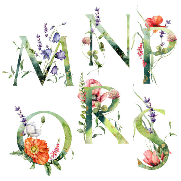 ilustrações de stock, clip art, desenhos animados e ícones de watercolor floral alphabet set of m, n, p, o, r, s with wild flowers. hand painted floral symbols isolated on white background. holiday illustration for design, print, fabric or background. - m chamomilla