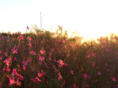 The morning sun rising through pink flowers on the vineyard