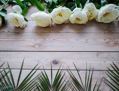 White peonies in bloom on a table