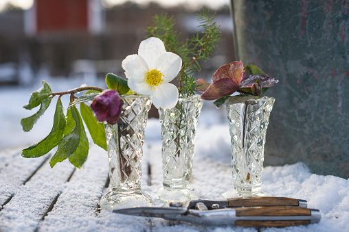 Hellebores in small vases outdoors in the snow