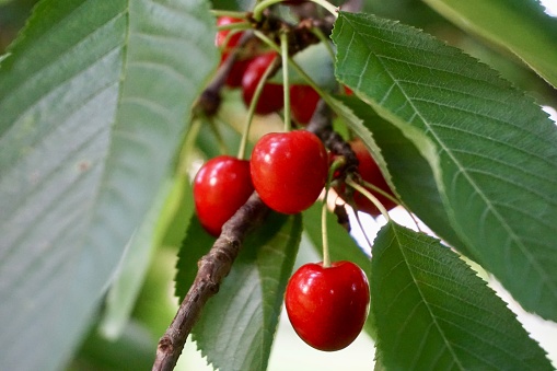 Red cherry berries hang on the branches. Ripe cherries are hanging on the branches and ready to be harvested. Cherry on the tree. Ripe cherries hang on branches around green leaves. Cherry harvesting.