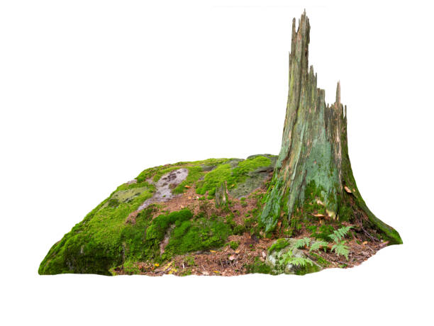 istock old tree trunk on stones in moss isolated on white background 1464576940