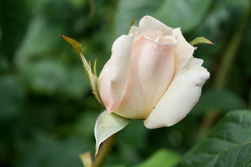 Las rosas de jardín son predominantemente rosas híbridas que se cultivan como plantas ornamentales en jardines privados o públicos. Son uno de los grupos de plantas con flores más populares y ampliamente cultivados, especialmente en climas templados. photo