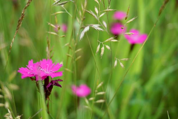 Meadow pink flower. Field pink carnation. Bright pink field carnation. el clavel de campo (dianthus campestris) es una especie fanerógama perteneciente a la familia caryophyllaceae; se distribuye en europa oriental y meridional, europa oriental, asia occidental y central. etimología: lat. campester -