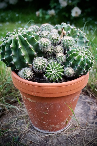 A pot of cacti. Clay brown pot with cacti.