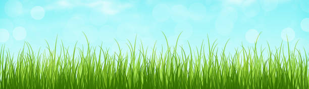 istock Summer grass background, summer grass field, bright green grass on the summer lawn lit by shining sunbeams. Summer. 1464580961