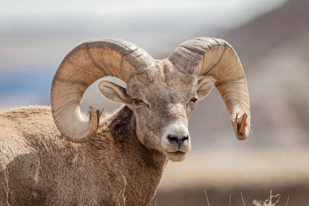 istock Bighorn Sheep Ram head and shoulder portrait 1464583045