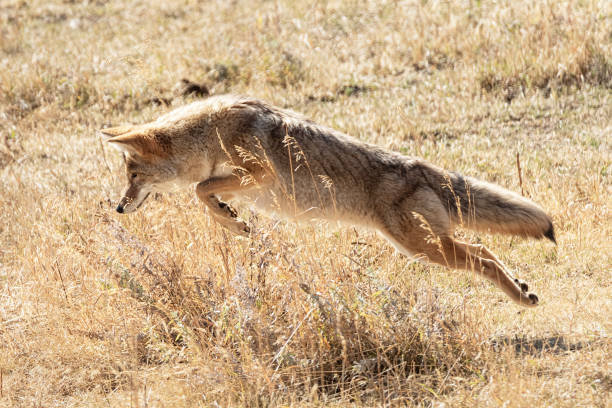 istock Lunging Coyote in the meadow 1464583086