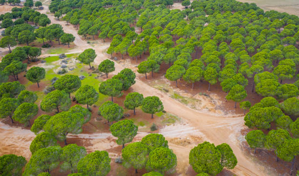 istock Aerial photograph vibrant green pine tree natural forest background 1464583304
