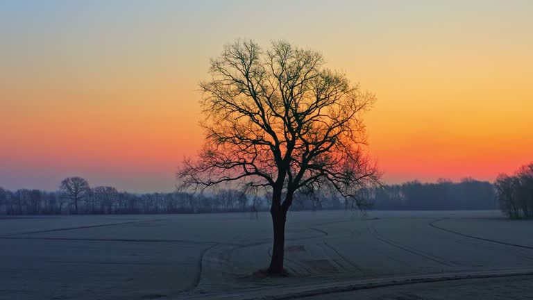 A lonely tree among cultivated fields at a beautiful sunset - blue hour