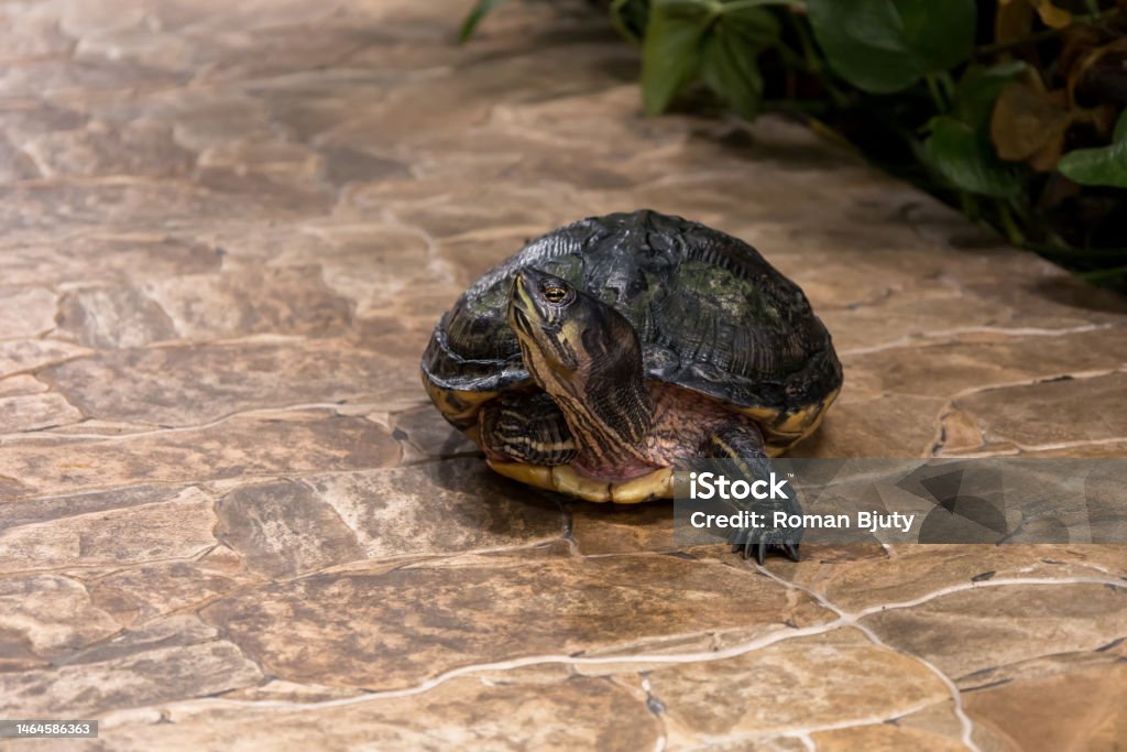 Turttle With Shell A Large Turtle With A Shell The Turtle Has A Body Outside The Shell ...