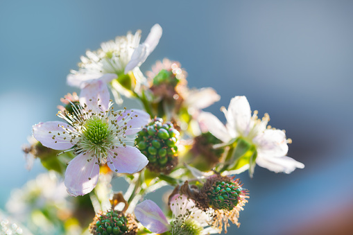 Beautiful flowering bramble twig with unripe berries on blue sky background. Rubus fruticosus