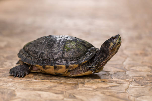 istock A large turtle with a shell. The turtle has a body outside the shell. 1464586932