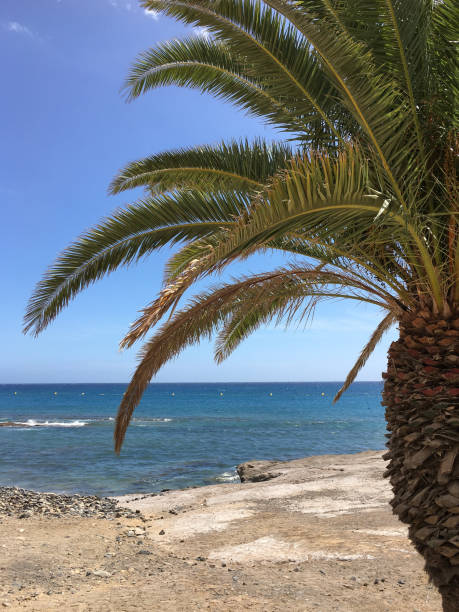 istock Los Cristianos in south Tenerife 1464587015