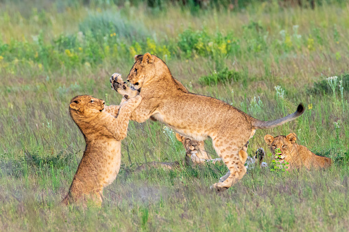 Rough play is essential for cubs to learn hunting skills necessary for their survival