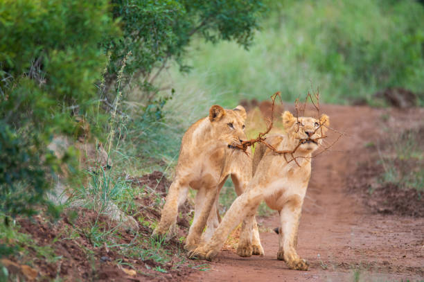 istock Lion cubs playing with fallen branch 1464587818