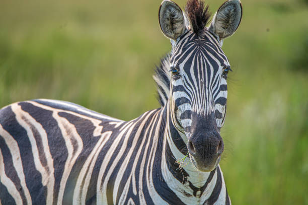 istock Close up of zebra staring at camera 1464587858