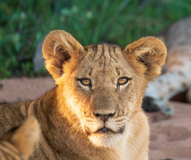 крупный план молодой самки львенка в золотом свете - lion morning animal head front view стоковые фото и изображения