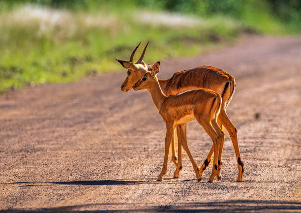 istock Female impala is shadowed by her baby, backlit 1464588386