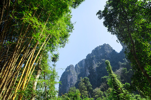 Bamboo branches close-up, in the background mountains overgrown with trees on a bright summer day. Province Laos