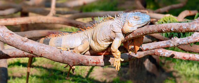 Close up of an iguana resting on a tree branch in a zoo. High quality photo