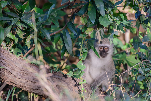 The vervet monkey very much resembles a gray langur, having a black face with a white fringe of hair, while its overall hair color is mostly grizzled-grey.