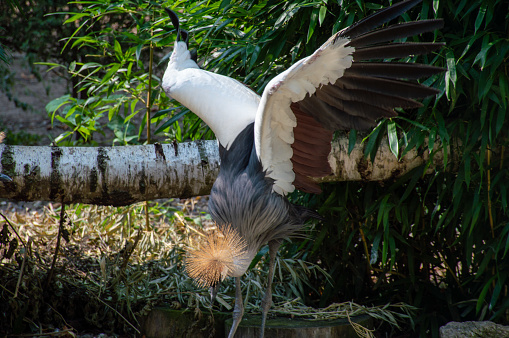 A crowned cranes feeding in the Masai Mara National Park plains – Kenya