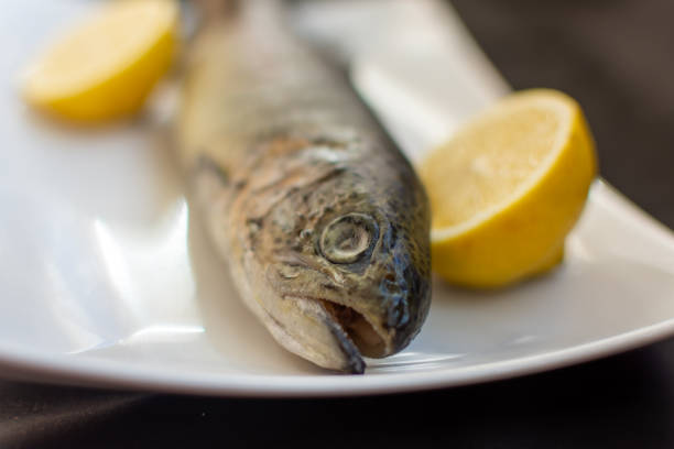 vacuum sealer, Orata , sea ​​bream, ocean, fish