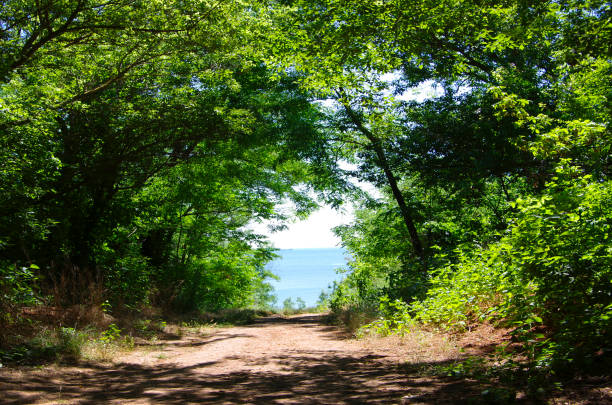 The road to the sea through dense thickets. The road to the sea through dense thickets. vorontsov palace stock pictures, royalty-free photos & images