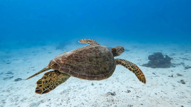 tartaruga-marinha - green sea turtle - fotografias e filmes do acervo