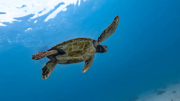 tartaruga-marinha - green sea turtle - fotografias e filmes do acervo