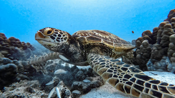 tartaruga-marinha - green sea turtle - fotografias e filmes do acervo