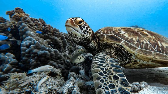 Superbe tortue marine , nageant dans les eaux transparentes et bleu turquoise du lagon de moorea en Polynésie française