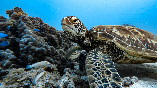 tartarugas marinhas - green sea turtle - fotografias e filmes do acervo
