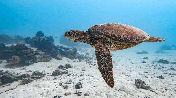 tartaruga-marinha - green sea turtle - fotografias e filmes do acervo